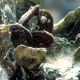 Illustration for article titled Eating The Wrong Shellfish Could Give You Temporary Amnesia